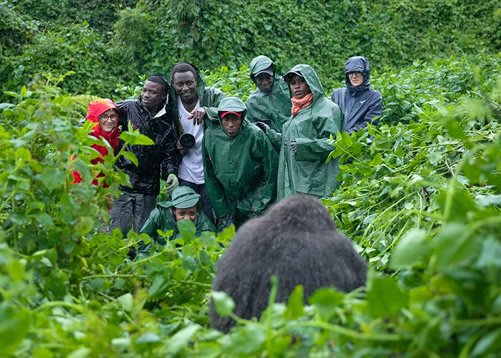 how-much-does-gorilla-trekking-in-uganda-cost
