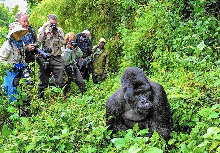 ultimate-guide-to-gorilla-trekking-in-uganda