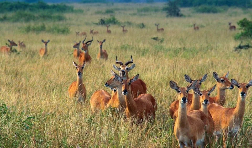 top-things-to-do-in-queen-elizabeth-national-park