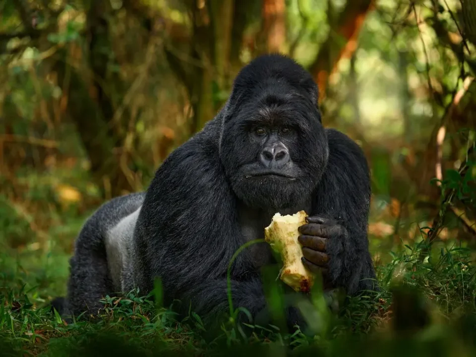 gorilla-trekking-and-lake-bunyonyi-tour