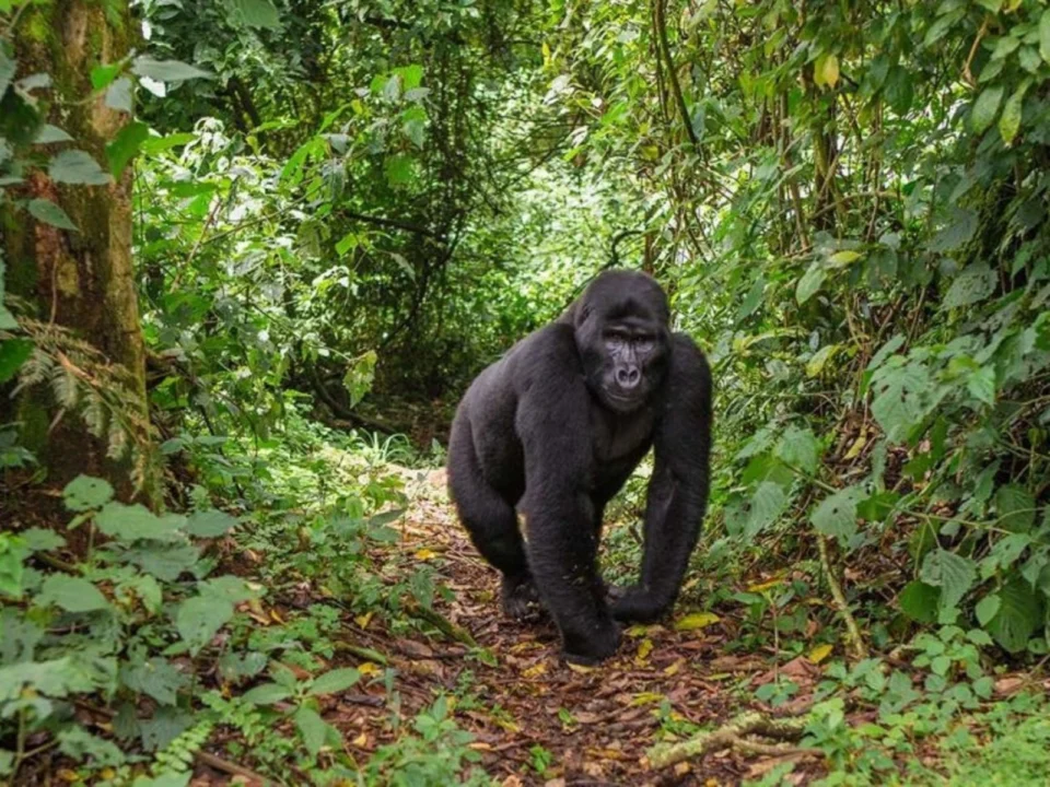 bwindi-gorilla-trekking-vs-mgahinga-gorilla-trekking