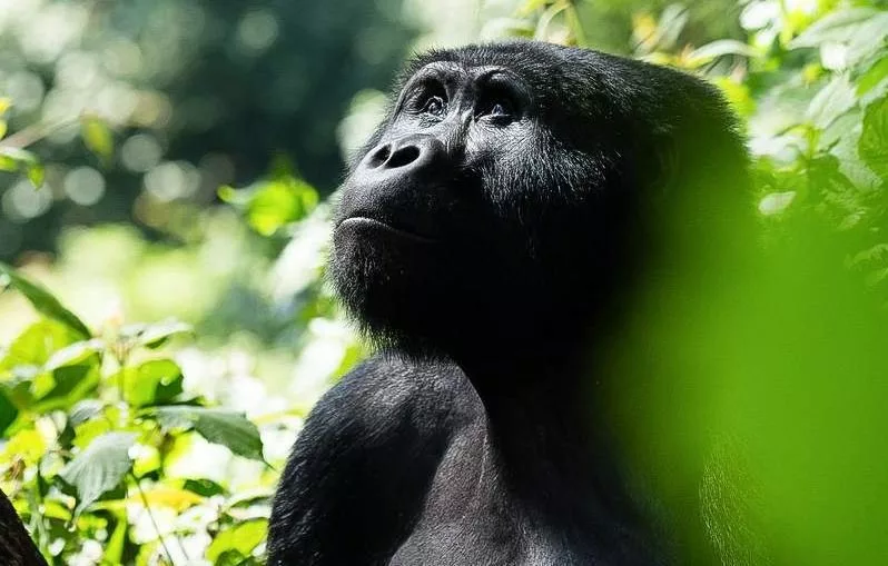 last-minute-gorilla-permits-in-uganda