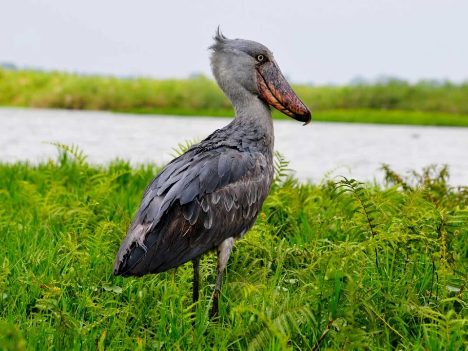 bird-watching-safaris-in-uganda