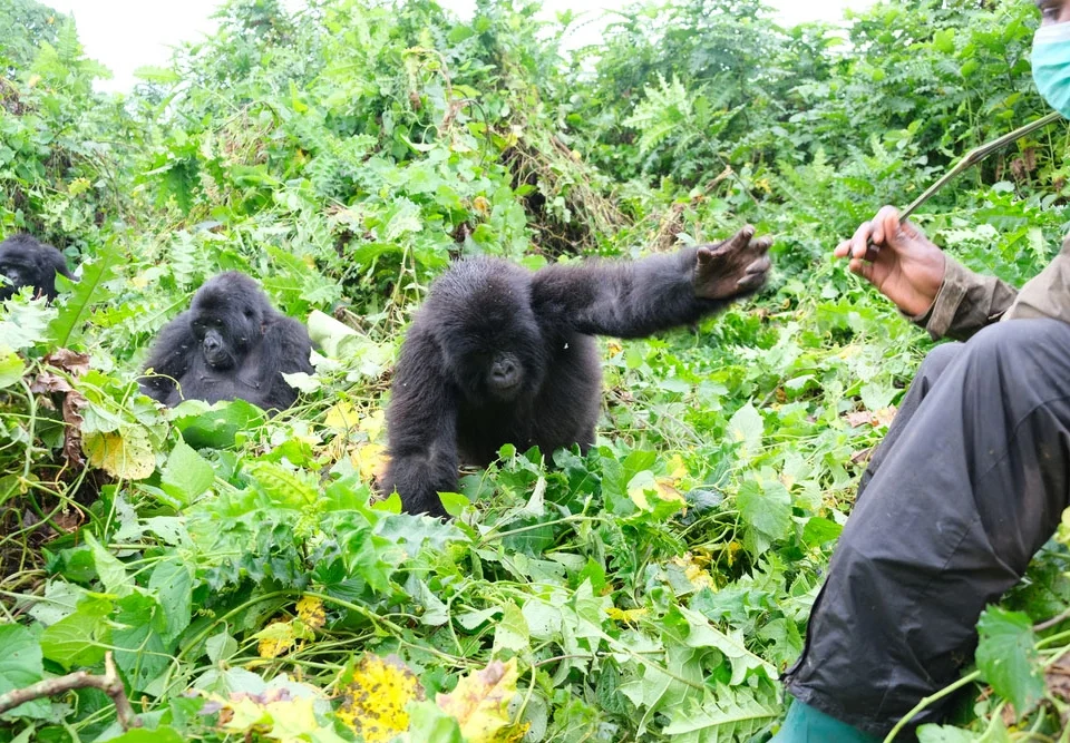 how-difficult-is-gorilla-trekking-in-uganda