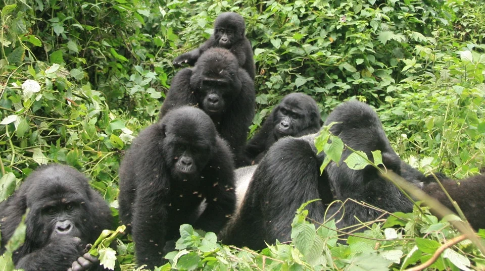 uganda-gorilla-trekking-rules-and-regulations