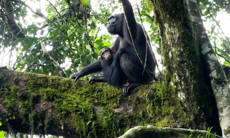 what-to-pack-for-chimpanzee-tracking-adventures