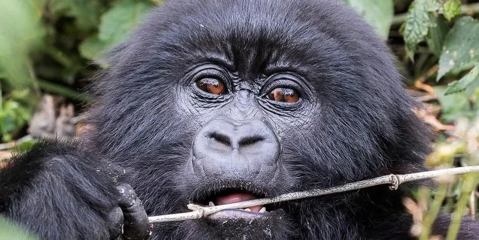 cheapest-gorilla-permits-in-africa