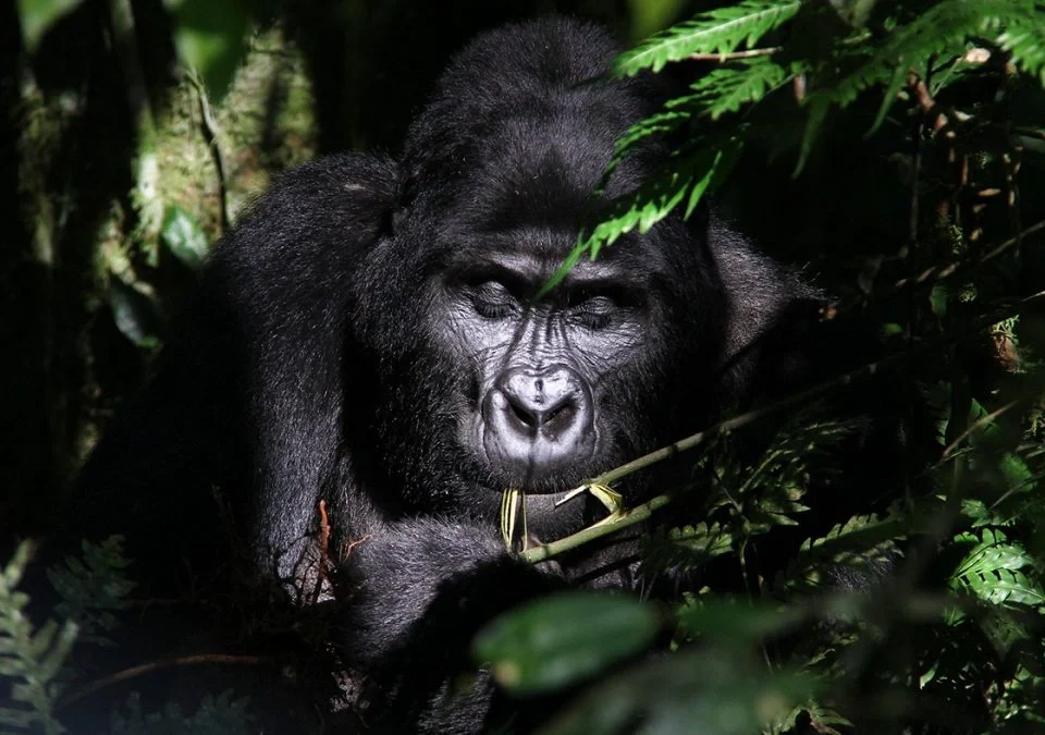 rushaga-vs-buhoma-gorilla-trekking-experience
