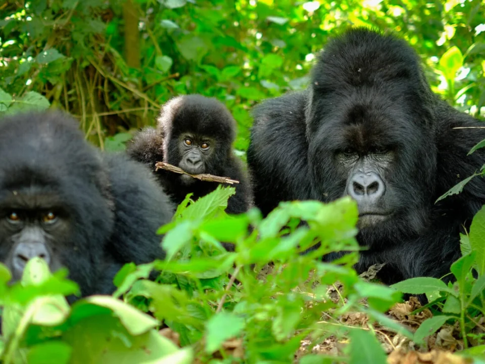 best-gorilla-trekking-sectors-in-bwindi-forest