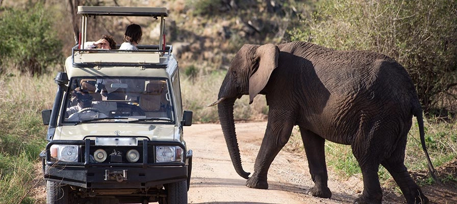 best-time-to-visit-uganda-for-wildlife-safaris