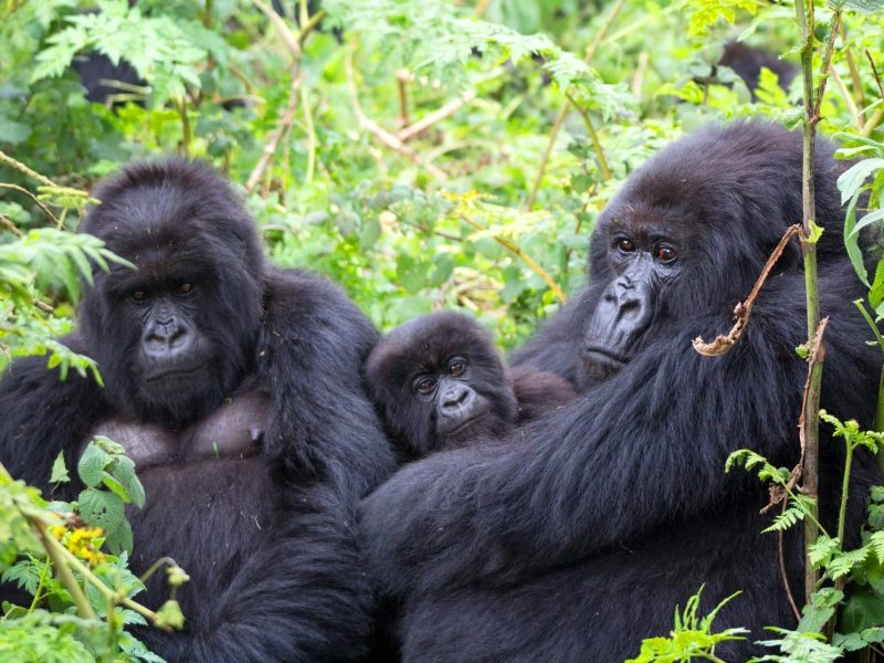 family-gorilla-safaris-in-uganda