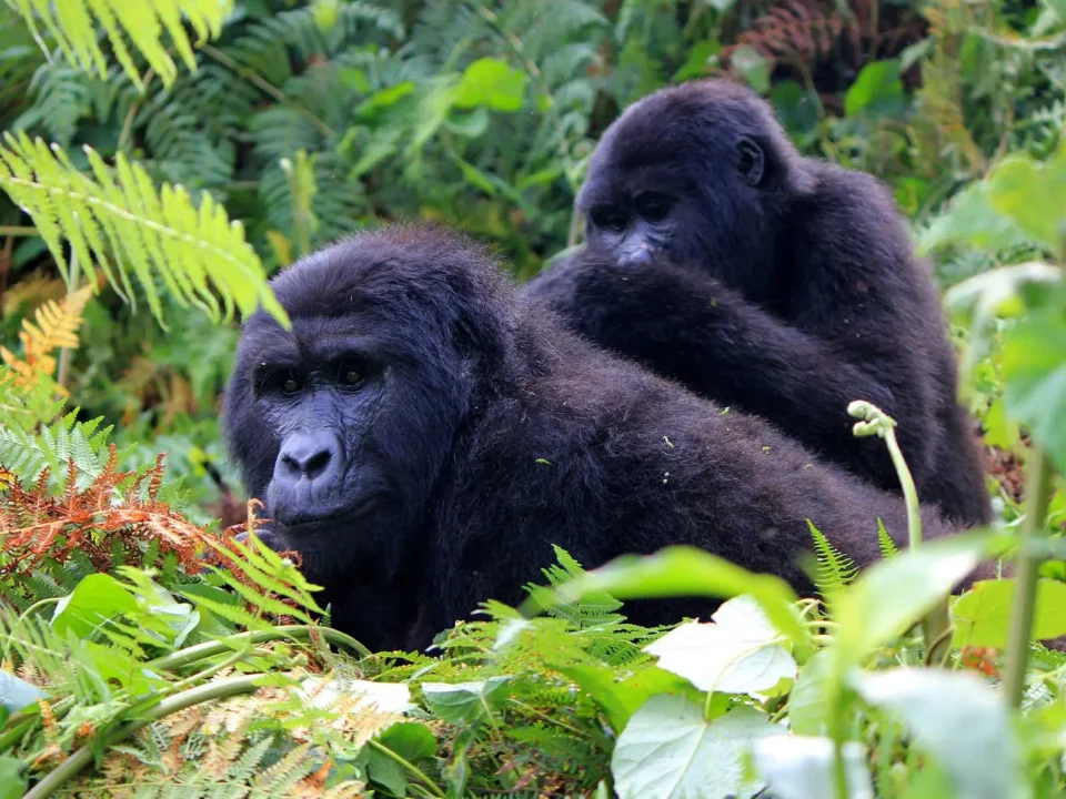 gorilla-trips-planning-in-uganda