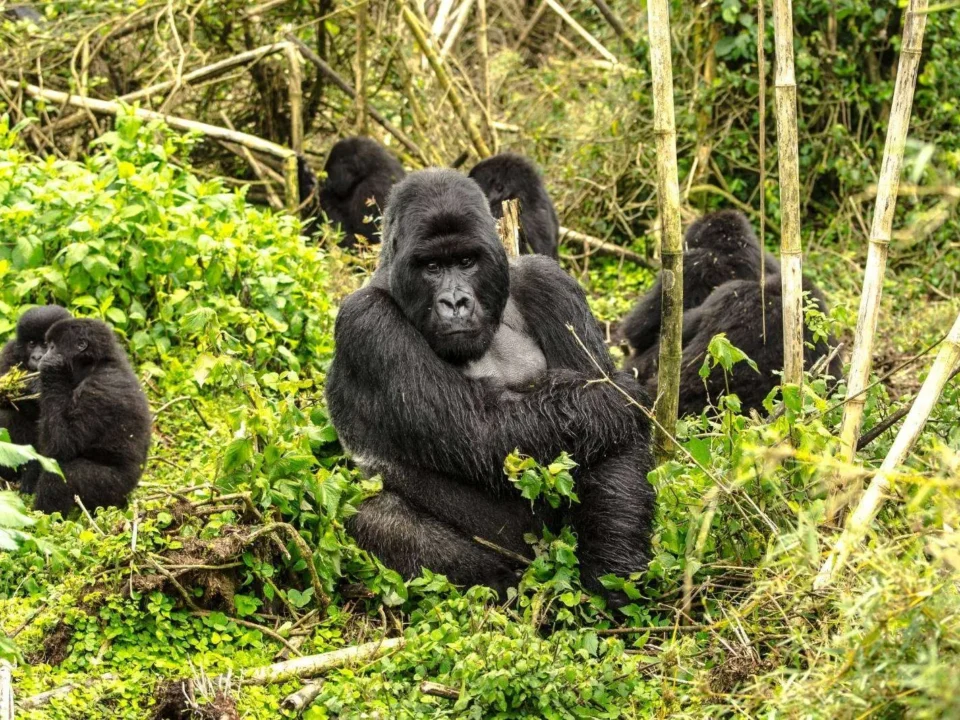 top-things-to-do-in-rwanda-beyond-gorilla-trekking