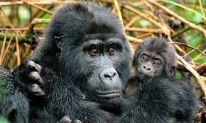 nkuringo-gorilla-trekking-guide