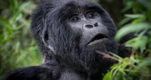 uganda-gorilla-trekking-from-kigali-rwanda