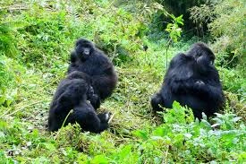 ruhija-gorilla-trekking-experience