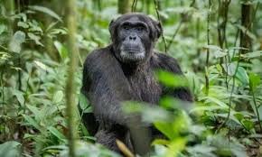 uganda-gorilla-and-chimpanzee-trekking-safari