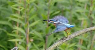 uganda-bird-watching-safari-opportunities