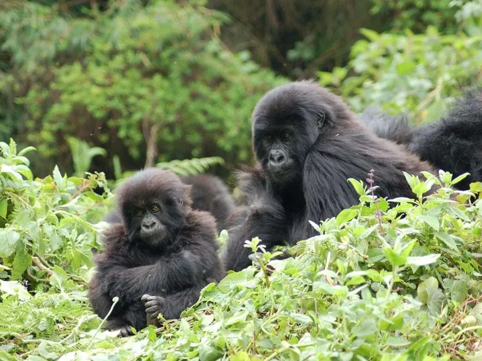 gorilla-habituation-experience-in-bwindi-forest