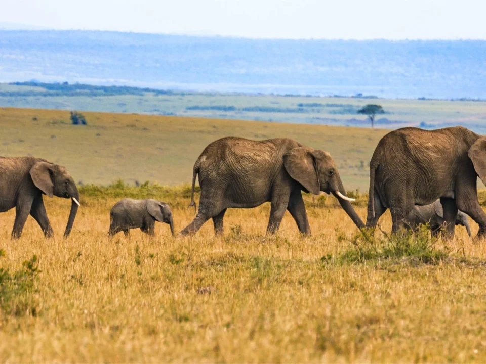 book-affordable-big-five-safaris-in-uganda