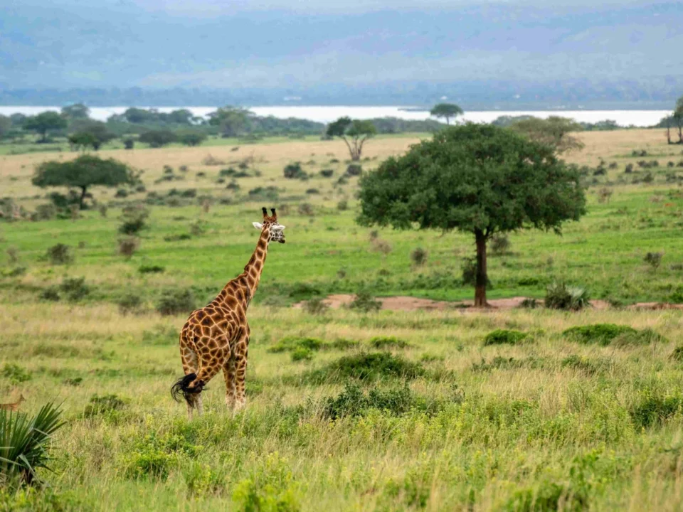 the-most-exciting-wildlife-encounters-on-african-game-drives