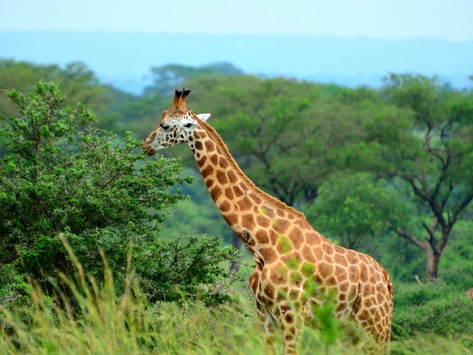 2-days-short-safari-to-murchison-falls