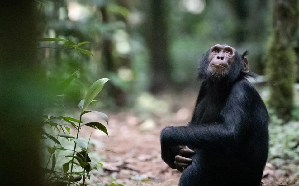 chimpanzee-tracking-in-kibale-vs-budongo-forest