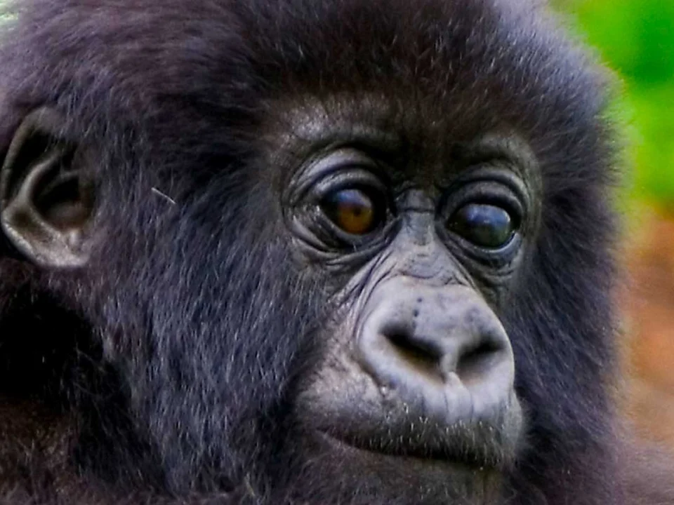 2-days-short-gorilla-trekking-safari