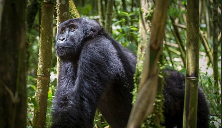 gorilla-trek-in-kahuzi-biega