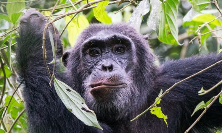 chimpanzee-trekking-in-uganda-best-time-to-go