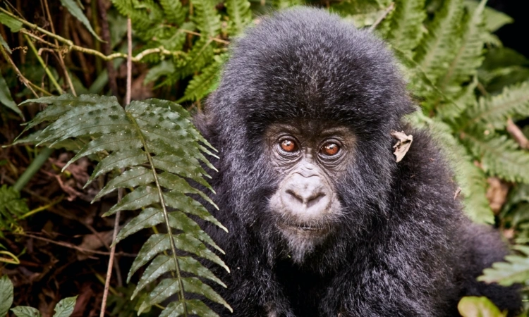 gorilla-trekking-in-dr-congo