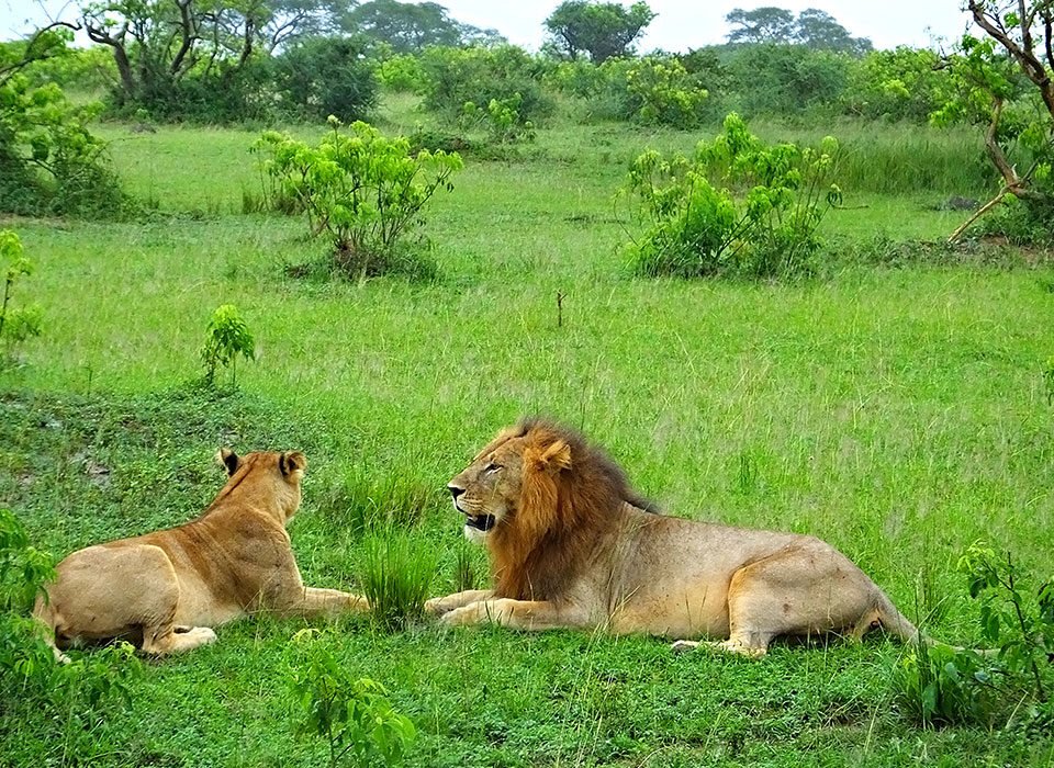best-places-to-spot-lions-on-safari-in-uganda