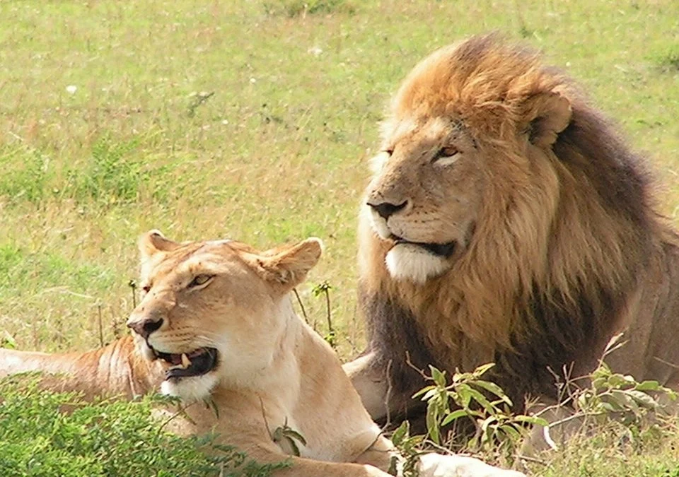 what-are-the-chances-of-seeing-lions-in-uganda