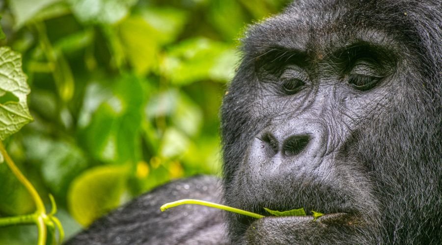 gorilla-trekking-and-big-five-safaris-combined