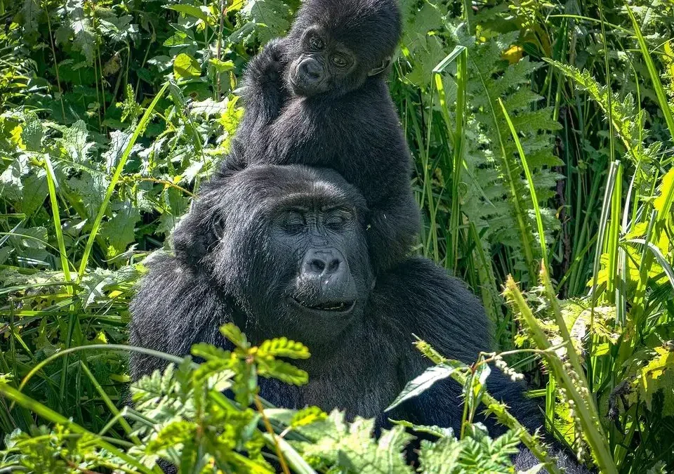 gorilla-trek-in-mgahinga-starting-from-kigali