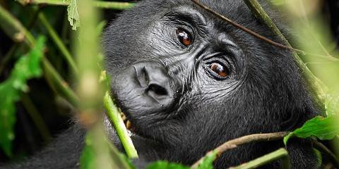 booking-gorilla-and-wildlife-tour-in-uganda