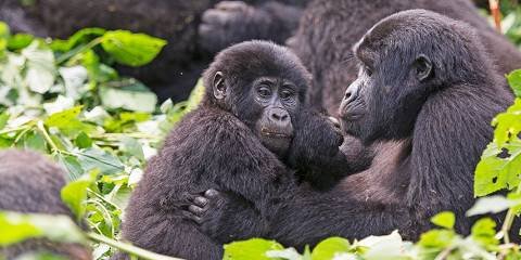 gorilla-trekking-in-rushaga-starting-from-kigali