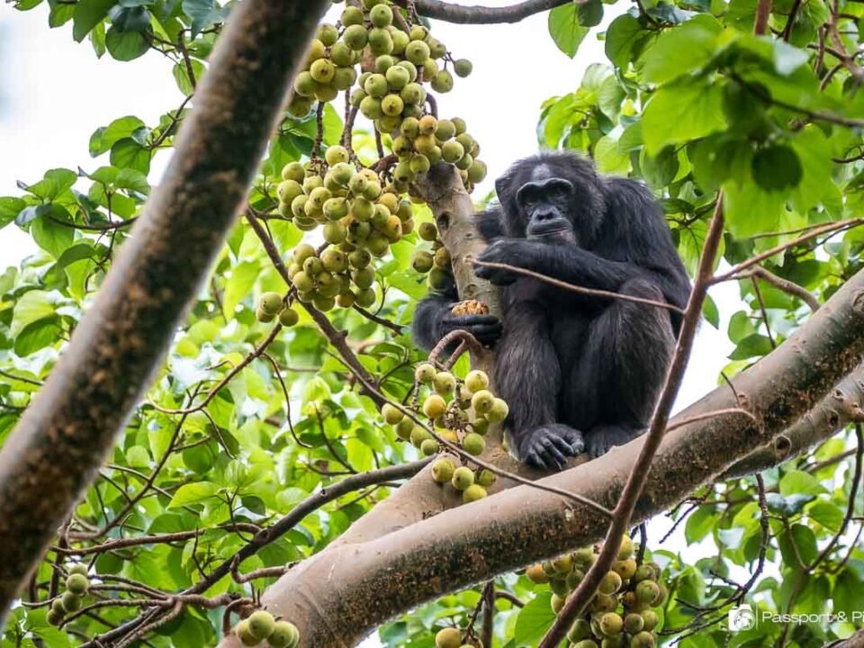 how-difficult-is-chimpanzee-trekking-in-uganda