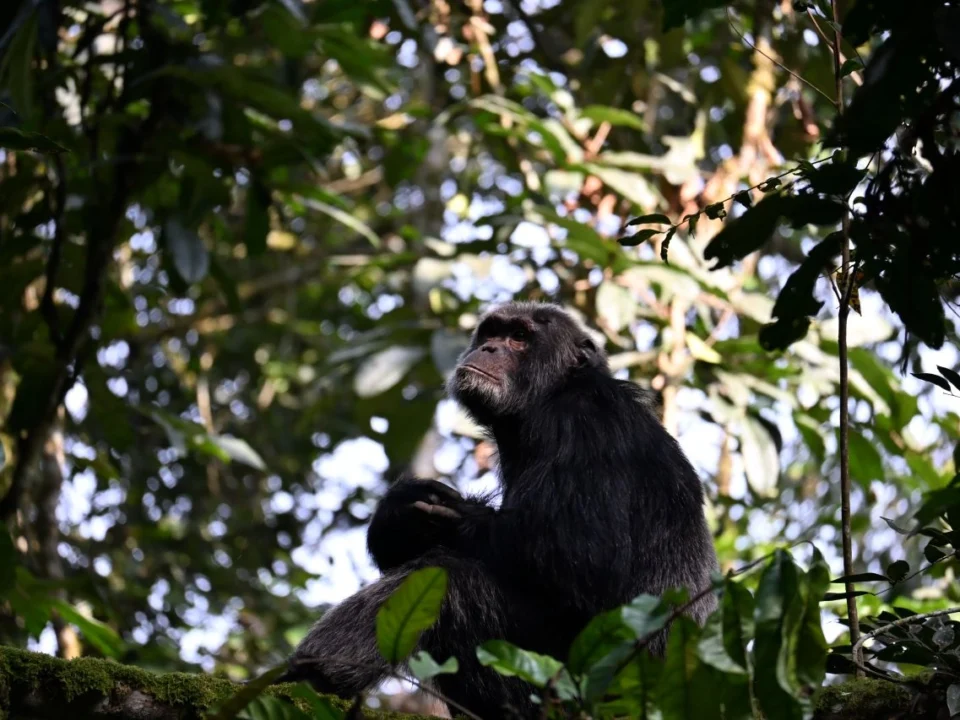 chimps-and-big-five-adventures-in-rwanda