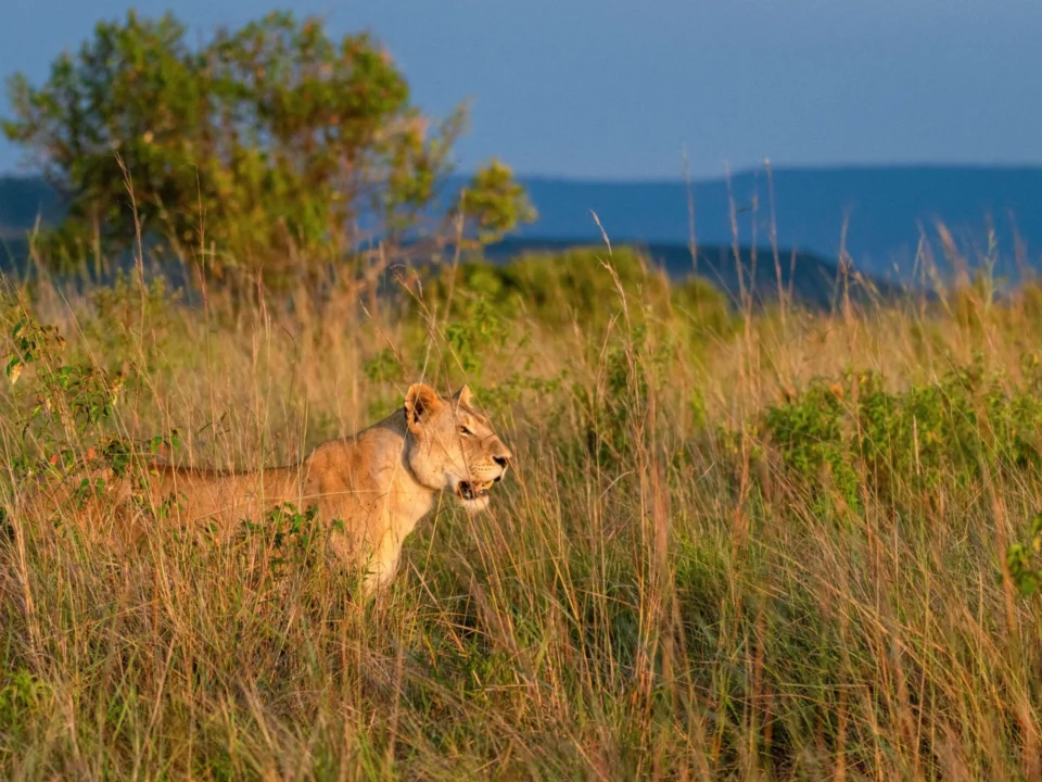 kenya-vs-uganda-safari-comparison