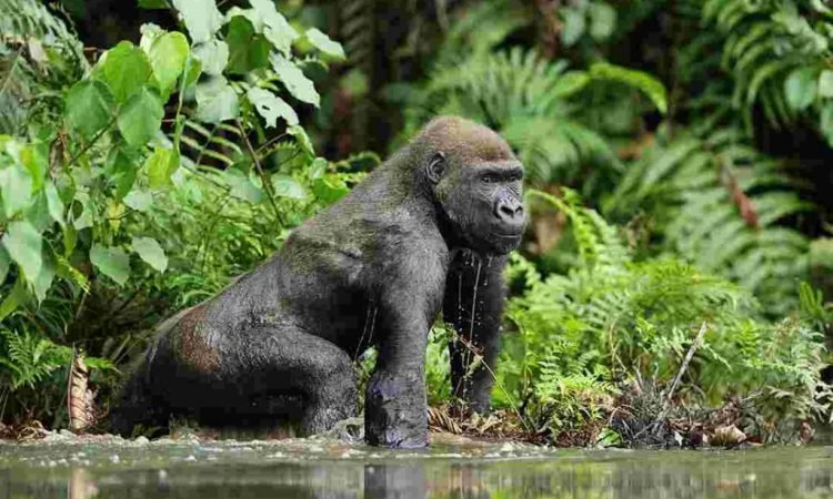 eastern-lowland-gorillas-in-congo