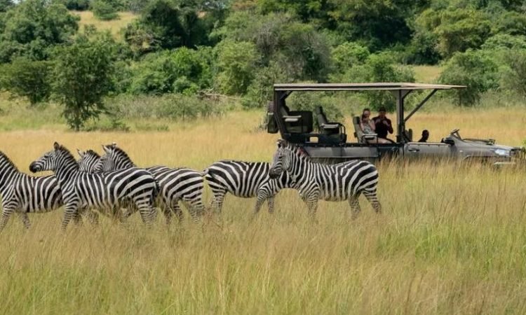 game-drive-in-akagera-national-park