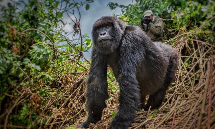 gorilla-trek-in-volcanoes-national-park