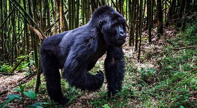 can-i-combine-akagera-and-bwindi-national-parks