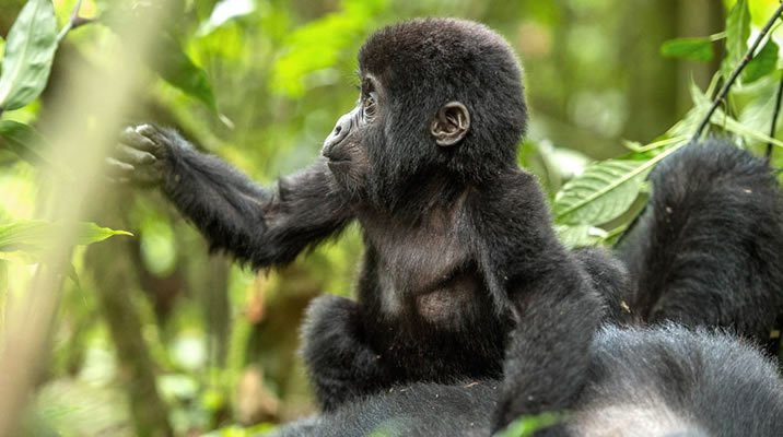 budget-gorilla-safaris-in-rwanda