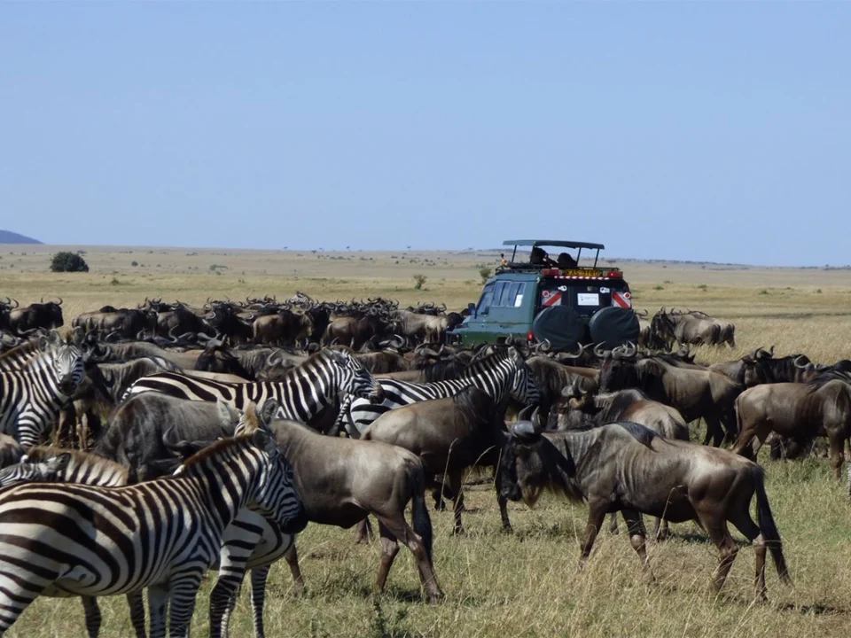 maasai-mara-safaris