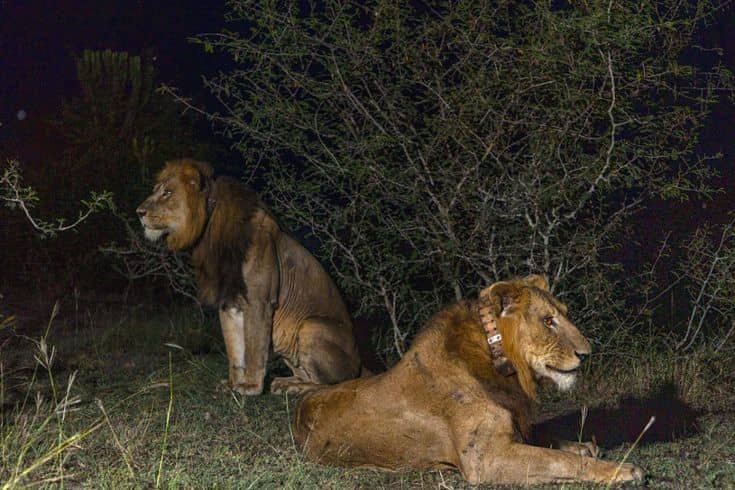 night-game-drives-in-uganda
