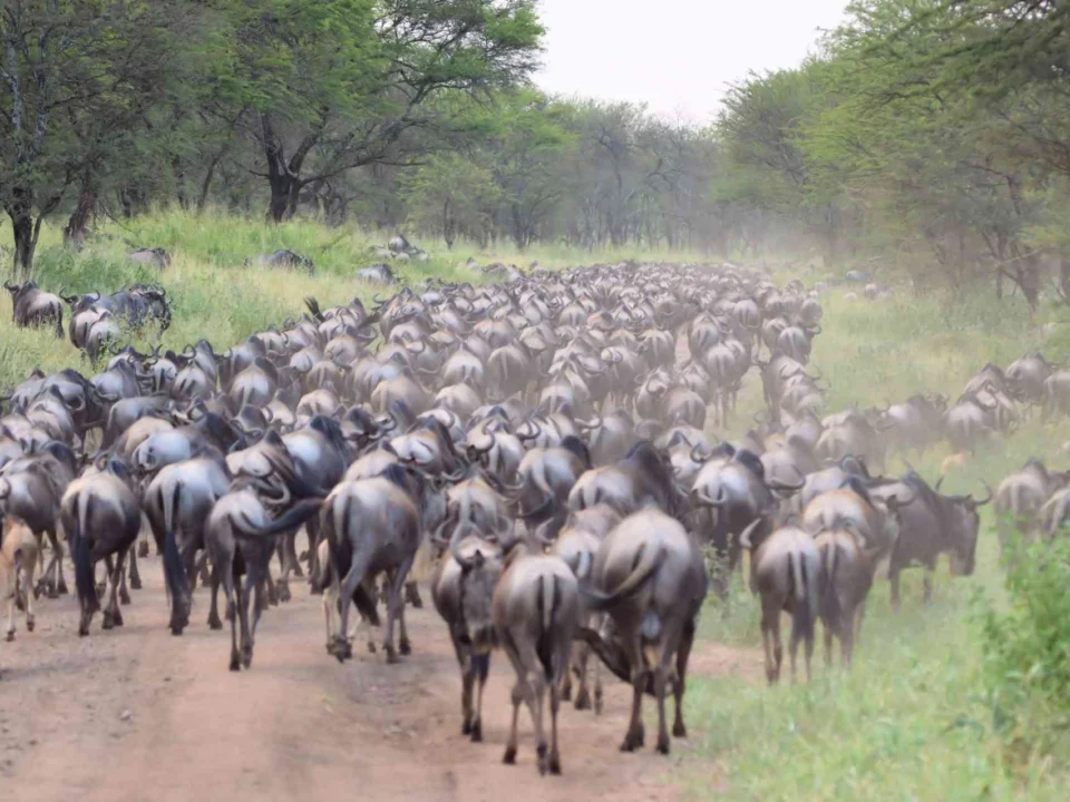 witnessing-the-great-migration