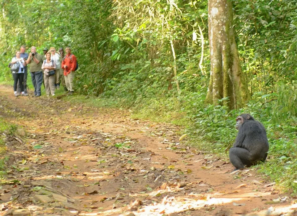 chimpanzee-tracking-adventures-in-kibale-forest
