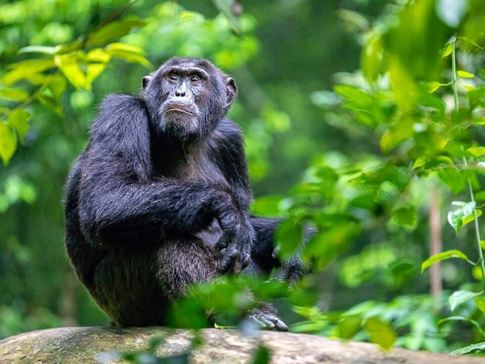 top-10-reasons-to-visit-uganda-for-chimpanzee-tracking